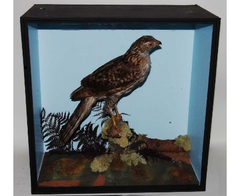 * A large early 20th century taxidermy Goshawk (Accipiter gentilis), full mount, perched on a branch amongst foliage against 