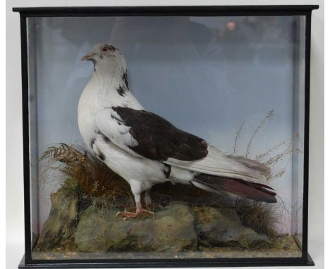 * A taxidermy Pied Imperial Pigeon (Ducula bicolor), mounted in a naturalistic setting with painted back board, within a glaz