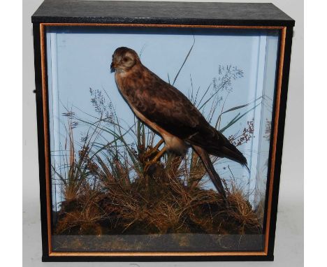 * A circa 1900 taxidermy Montagu's Harrier (Circus pygargus), re-cased and mounted perched on a branch in a naturalistic sett