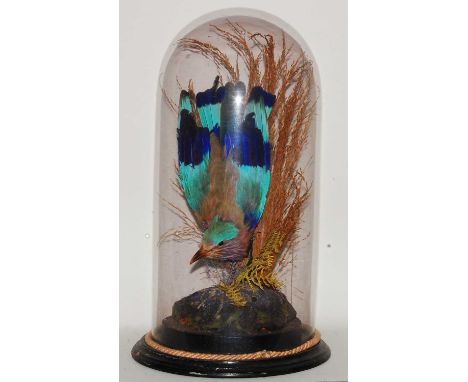 * A Victorian taxidermy Indian Roller (Coracias benghalensis), mounted in a naturalistic setting, beneath a glass dome, on an