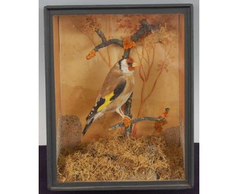 * An early 20th century taxidermy Goldfinch (Carduelis carduelis) mounted on a branch in a naturlaist setting with painted ba