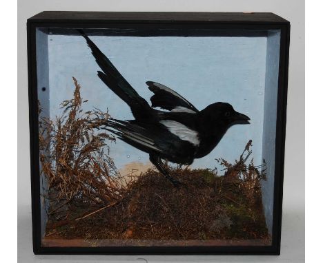 * A Victorian taxidermy Magpie (Pica pica), mounted in a naturalistic setting with painted back board, within a glazed displa