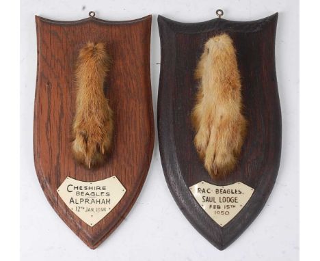 * A mid-20th century taxidermy Fox (Vulpes vulpes) pad, mounted on an oak shield and bearing a plaque "Cheshire Beagles Alpra