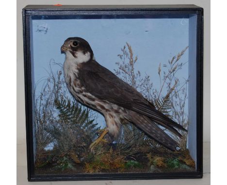 * Attributed to W. Lockwood of Fakenham, an early 20th century taxidermy Hobby (Falco subbuteo), later mounted in a naturalis