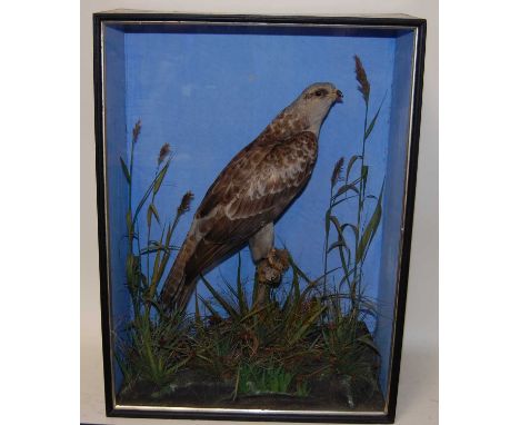* A Victorian taxidermy Honey Buzzard (Pernis apivorus), full mount perched on a tree bough amidst tall grasses, against a pa
