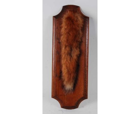 * A taxidermy Fox (Vulpes vulpes) brush, mounted on an oak shield, h.51cm.Condition report: From ‘A Broad Collection from a l