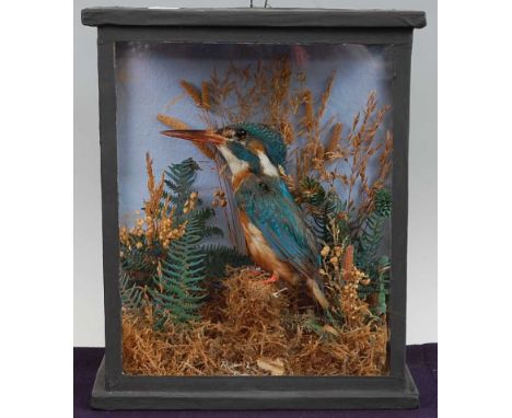 * An Edwardian taxidermy Kingfisher (Alcedo atthis), mounted in a naturalistic setting, within a glazed display case, bearing
