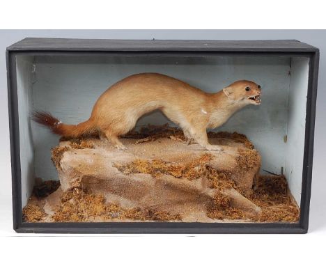 * A taxidermy Stoat (Mustela erminea) in summer coat, mounted in a naturalistic setting within a glazed display case, w.48, d