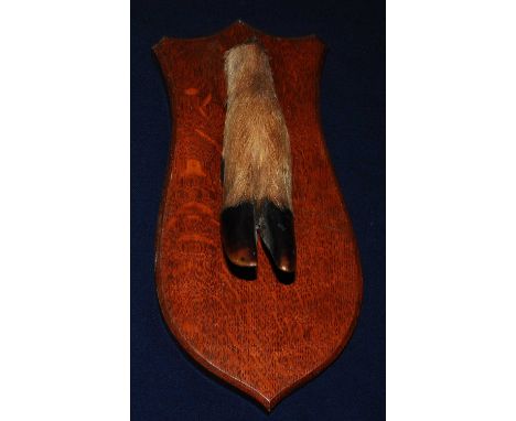 * A 1930's taxidermy Deer slot, mounted on an oak shield, bearing a label verso for John Wood, Skin Dresser and Taxidermist, 