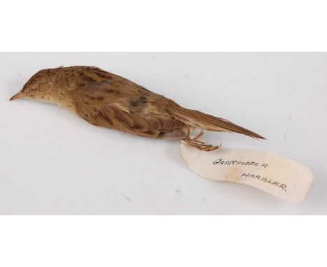 * An early 20th century taxidermy cabinet skin of a Grasshopper Warbler (Locustella naevia), bearing a paper label for Rowlan