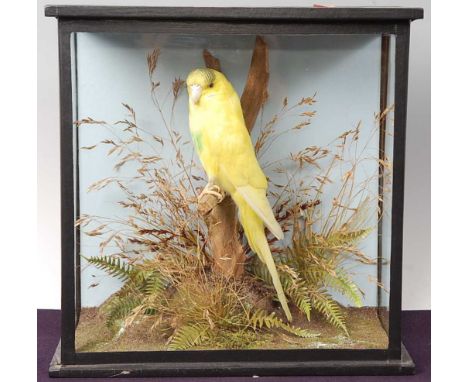 * A modern taxidermy Budgerigar (Melopsittacus undulatus), mounted on a branch in a naturalistic setting, within a glazed dis