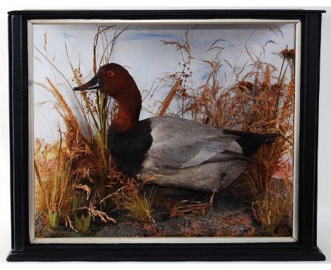 * A late Victorian taxidermy Pochard (Aythya ferina), mounted in a naturalistic setting with painted back board, within an eb