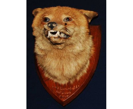 * An Edwardian taxidermy Fox (Vulpes vulpes) mask, mounted on an oak shield annotated Lord Leconfield's Pullborough 15.11.10,