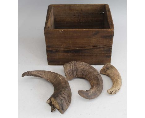 * A pair of ram's horns, approx 20cm; together with another singular example contained in a stained pine boxCondition report: