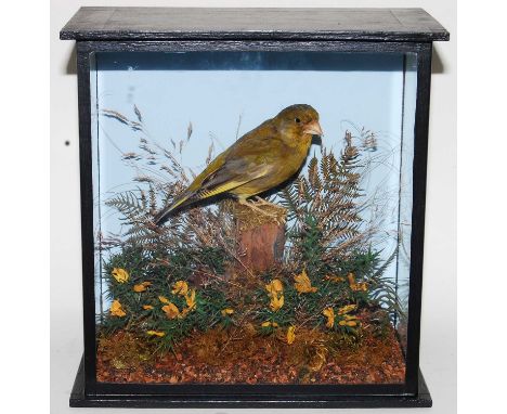 * A taxidermy Greenfinch (Chloris chloris), mounted in a naturalistic setting against a painted background, within a glazed d