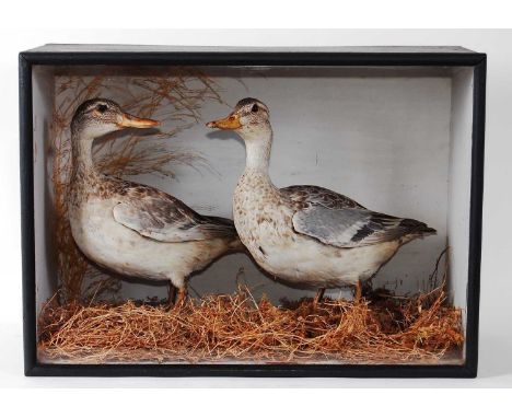 * A pair of taxidermy male (eclipse) and female Garganey ducks (Anas querquedullus), mounted in a naturalistic setting within