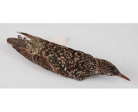 * An early 20th century taxidermy cabinet skin of a Starling (Sturnidae), bearing a paper label for Rowland Ward Ltd, The Jun