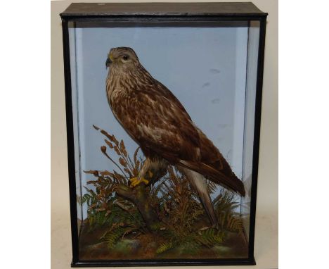 * A taxidermy Rough-legged Buzzard (Buteo lagopus), full mount, perched on a branch amidst various fauna against a painted ba
