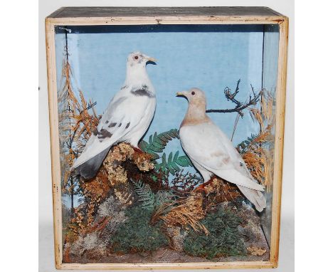 * A brace of taxidermy Pigeon (Columbidae), mounted facing each other in a naturalistic setting against a blue background, wi