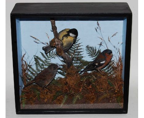 * A trio of taxidermy birds to include Great Tit (Parus major), Dunnock (Prunella modularis), and Chaffinch (Fringilla coeleb