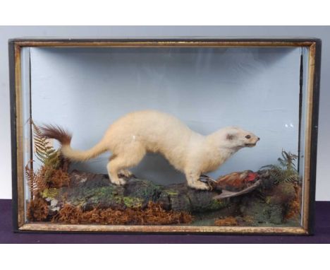 * An early 20th century taxidermy Ermine Stoat (Mustela erminea), full mount with prey in a naturalistic setting, within a gl