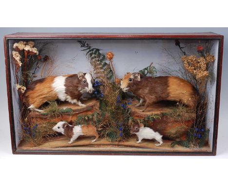 * A taxidermy group of Guinea Pigs (Cavia porcellus), to include two adults and two juveniles, mounted in a naturalistic sett