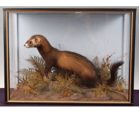 * A taxidermy Wild Polecat (Mustela putorius), full mount on a naturalistic base with ferns and grasses, within an ebonised d