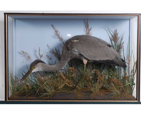 * A taxidermy Heron (Ardeidae), full mount on a naturalistic base amidst tall grasses against a blue painted background, with
