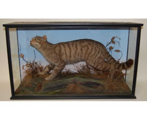 * A late Victorian taxidermy Scottish Wildcat (Felis silvestris grampia), full adult mount with head slightly turned to the l