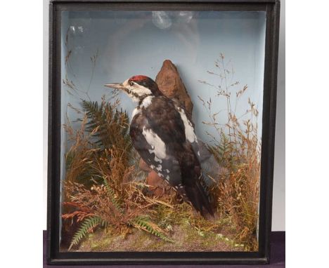 * A Victorian taxidermy Lesser-spotted Woodpecker (Dryobates minor), mounted in a naturalistic setting, against a blue backgr