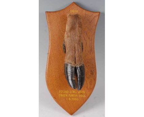 * A modern taxidermy Deer slot mounted on an oak shield, annotated "D.S.S.H Found Long Wood Taken Marsh Hall 1.8.2000", with 