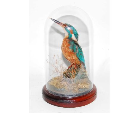 * A taxidermy Kingfisher (Alcedo atthis), mounted on a naturalistic base beneath a glass dome, h.23cm.Condition report: From 