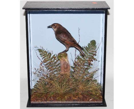 * A taxidermy juvenile Starling (Sternus vulgaris), mounted on a stump in a naturalistic setting, within a glazed display cas