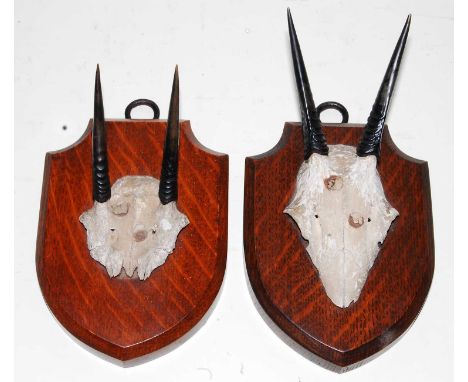 * A pair of Diki-dik (Madoqua) horns on cut upper skulls and mounted on an oak shield, one bearing a label verso for Edw. Ger