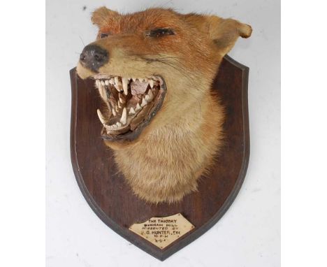 * A mid-20th century taxidermy Fox (Vulpes vulpes) mask, adult mount slightly facing right, on an oak shield with plaque "The