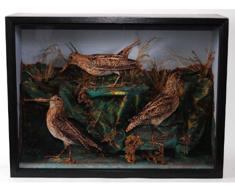 * A trio of late Victorian taxidermy Snipe (Gallinago gallinago), mounted in a naturalistic setting within a glazed display c