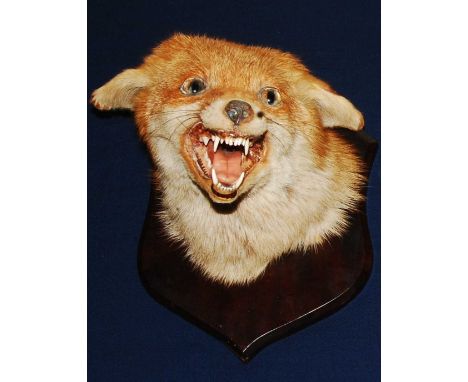 * An early 20th century taxidermy Fox (Vulpes vulpes) mask, mounted on a shield, bearing a label verso for J. Crewdson, Taxid