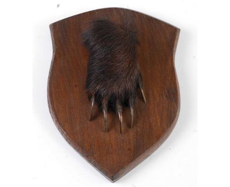 * A mid-20th century taxidermy Badger (Meles meles) pad, mounted on an oak shield, bearing a label verso for T. Salkeld Taxid