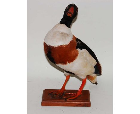 * A taxidermy Shelduck (Tadorna cornuta), full mount on rectangular plinth, bearing a label verso for N. Dewhurst Taxidermist