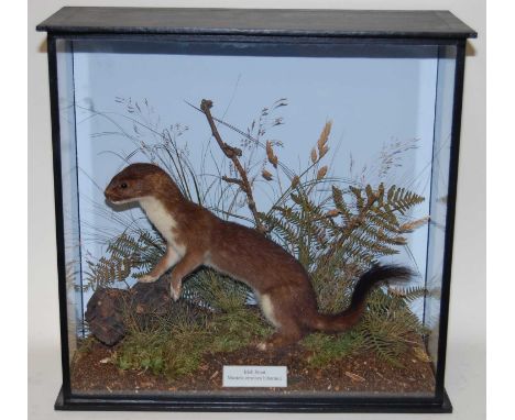 * A taxidermy Irish Stoat (Mustela erminea hibernica), mounted in a naturalistic setting, within a glazed display case, beari