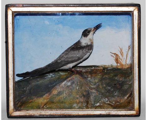 * An early 20th century taxidermy Black Tern (Chlidonias niger), mounted on a naturalistic outcrop against a painted backgrou