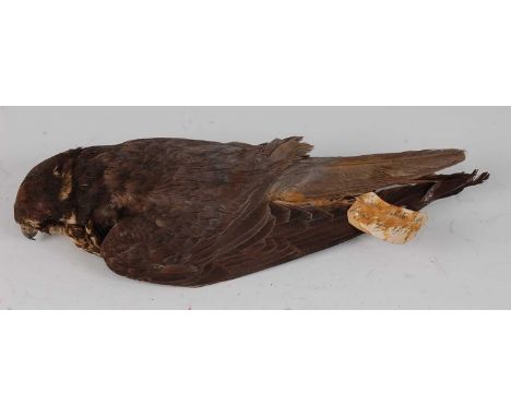 * An early 20th century taxidermy Hobby (Falco subbuteo) cabinet skin, bearing a paper label dated 27-9-1919, 31cm.Condition 