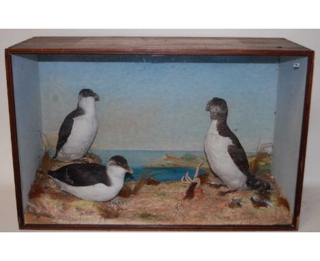* A Victorian taxidermy trio of Razorbills (Alca torda) mounted on a naturalistic base the back board painted as a coastal in