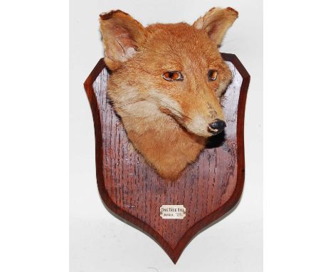 * An early 20th century taxidermy Fox (Vulpes vulpes) mask, mounted on an oak shield with ivorine plaque One Tree Hill, April