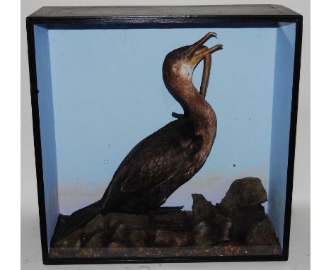 * An early taxidermy Cormorant (Phalacrocorax carbo), full mount with eel (Anguilla) prey in its beak, on a faux rock base wi