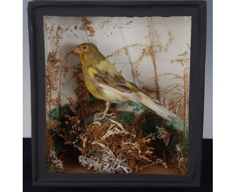 * An early 20th century taxidermy Canary (Serinus canaria domestica), possibly a Serin Finch (Serinus serinus), mounted in a 