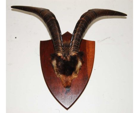* A pair of taxidermy Goat (Capra aegagrus hircus) horns on cut upper skull, mounted on an oak shield, bearing a label verso 