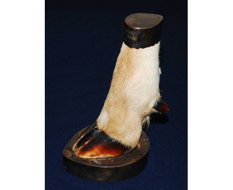 * A 20th century taxidermy Deer slot, having a silver mounted base and silver cap inscribed Roznava C.S.S.R. (Czecho-Slovak S