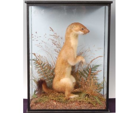 * A taxidermy Stoat (Mustela erminea) in summer coat, mounted in a naturalistic setting, within a glazed display case, bearin