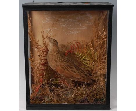 * An early 20th century taxidermy Corn crake (Crex crex), mounted in a naturalistic setting within a glazed display case, w.2